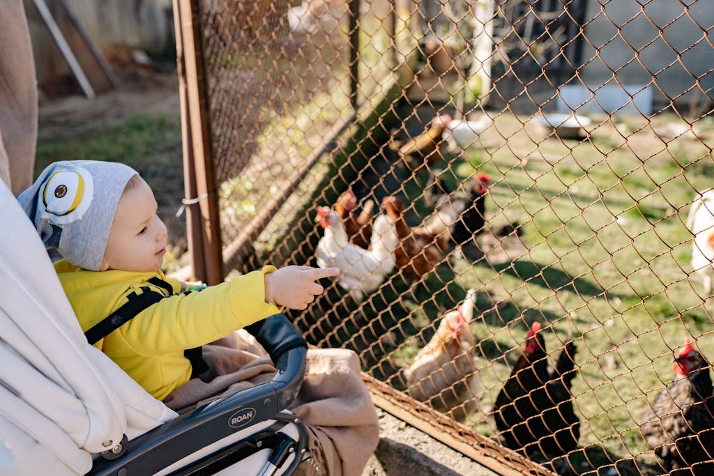 Uma criança pequena no carrinho de bebê apontando para galinhas atrás de uma cerca, uma cena de descoberta e aprendizado durante um passeio ao ar livre.